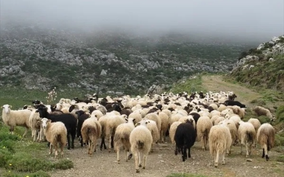 Αλβανοί ζωοκλέφτες συνελήφθησαν επ’ αυτοφώρω στην Αιτωλοακαρνανία>