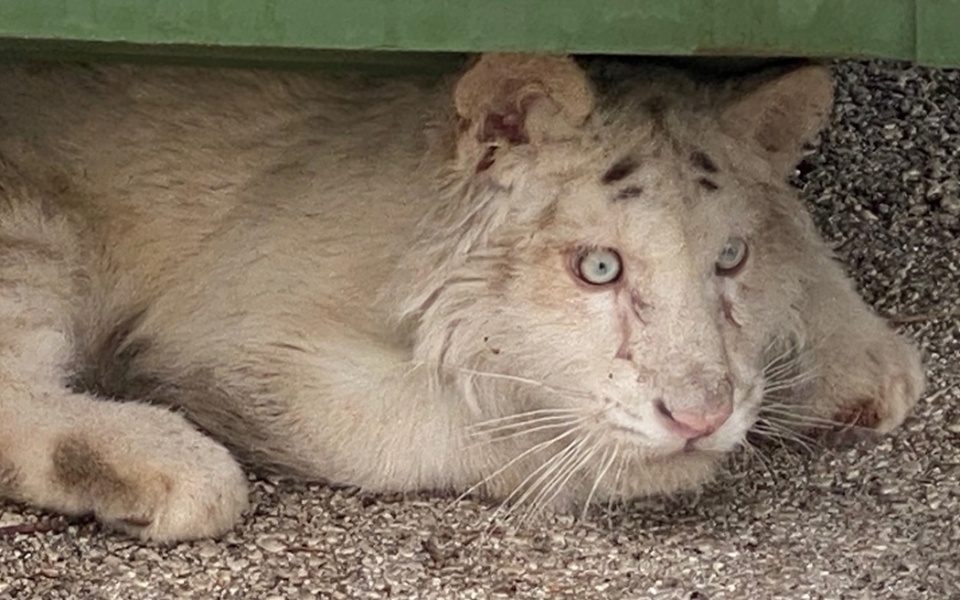 Κατάσταση υγείας της εγκαταλελειμμένης λευκής τίγρης: Πιθανή μεταφορά στο εξωτερικό>