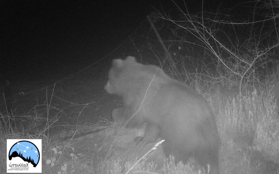 Πρόληψη και διαχείριση ζημιών από άγρια ζώα: Πεινασμένη αρκούδα καταβροχθίζει 40 κιλά μέλι στο όρος Πάικο