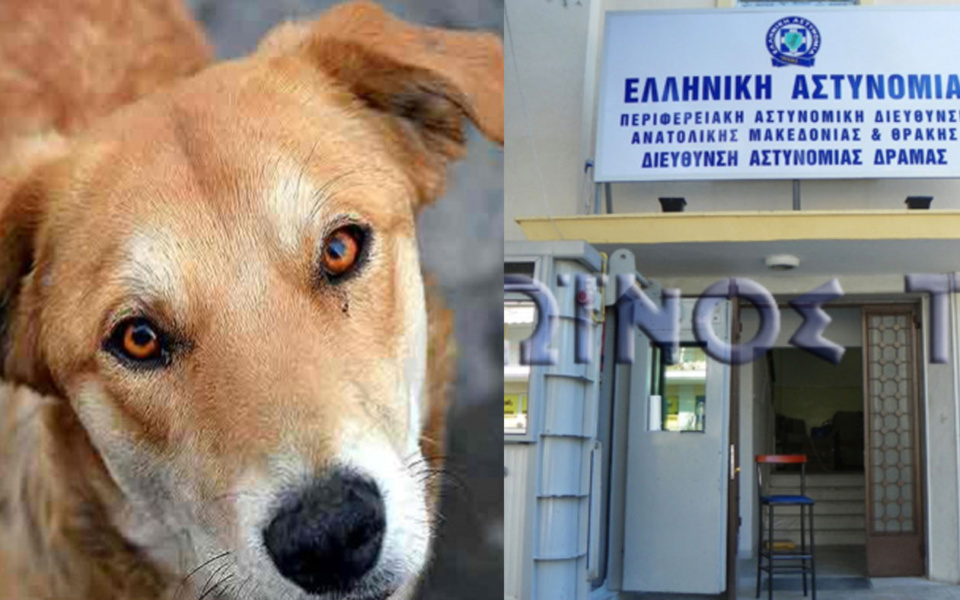 Συνελήφθη αλλοδαπός που έκοψε τα αυτιά αδέσποτου σκύλου στη Δράμα>