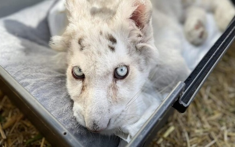 Αναμένεται απόφαση για την εγκαταλελειμμένη λευκή τίγρη: Μια τραγική ιστορία για την ευημερία των ζώων και το παράνομο εμπόριο άγριας ζωής>