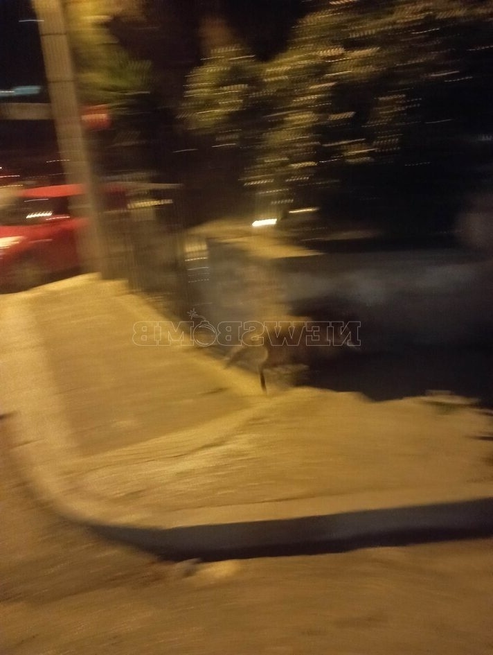 Αναπάντεχη παρατήρηση: Αλεπού εντοπίστηκε στο κέντρο της Αθήνας