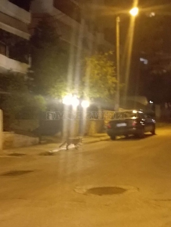 Αναπάντεχη παρατήρηση: Αλεπού εντοπίστηκε στο κέντρο της Αθήνας