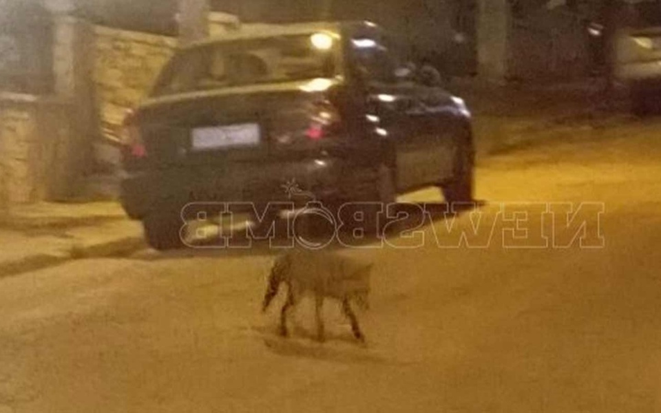 Αναπάντεχη παρατήρηση: Αλεπού εντοπίστηκε στο κέντρο της Αθήνας>