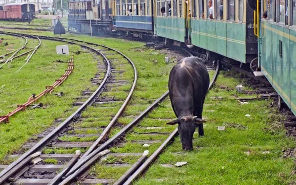 Άνθρωπος σκοτώθηκε από ιπτάμενη αγελάδα στις γραμμές του ινδικού τρένου- λήφθηκαν μέτρα έκτακτης ανάγκης>