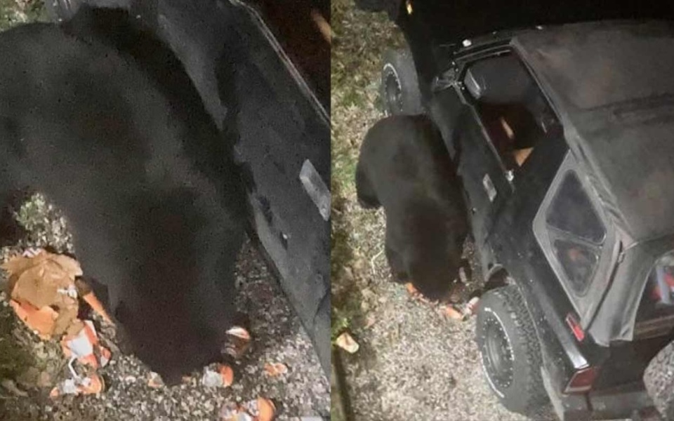 Αρκούδα σπάει αυτοκίνητο στον Καναδά, πίνει 72 κουτιά αναψυκτικών | BC News>