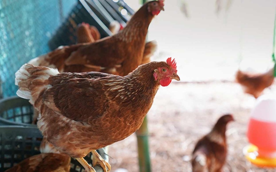 Επιπτώσεις στα κοτόπουλα, τα πρόβατα και τα κουνέλια: Νέα απαγόρευση των οικόσιτων ζώων στα χωριά της Ελλάδας>
