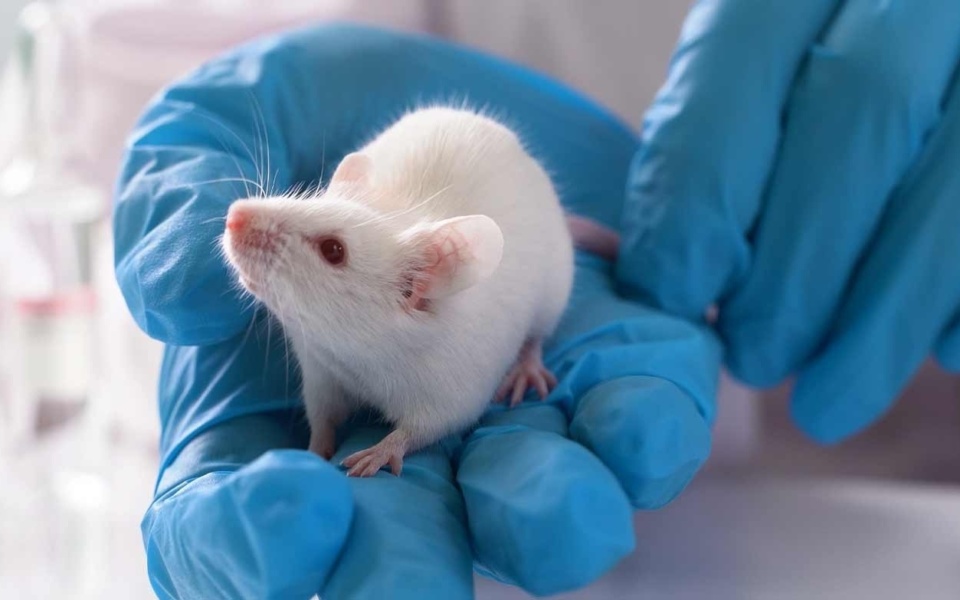 Επιστήμονες ανακαλύπτουν φάρμακο σε μορφή γέλης που θεραπεύει τον καρκίνο του εγκεφάλου σε ποντίκια>