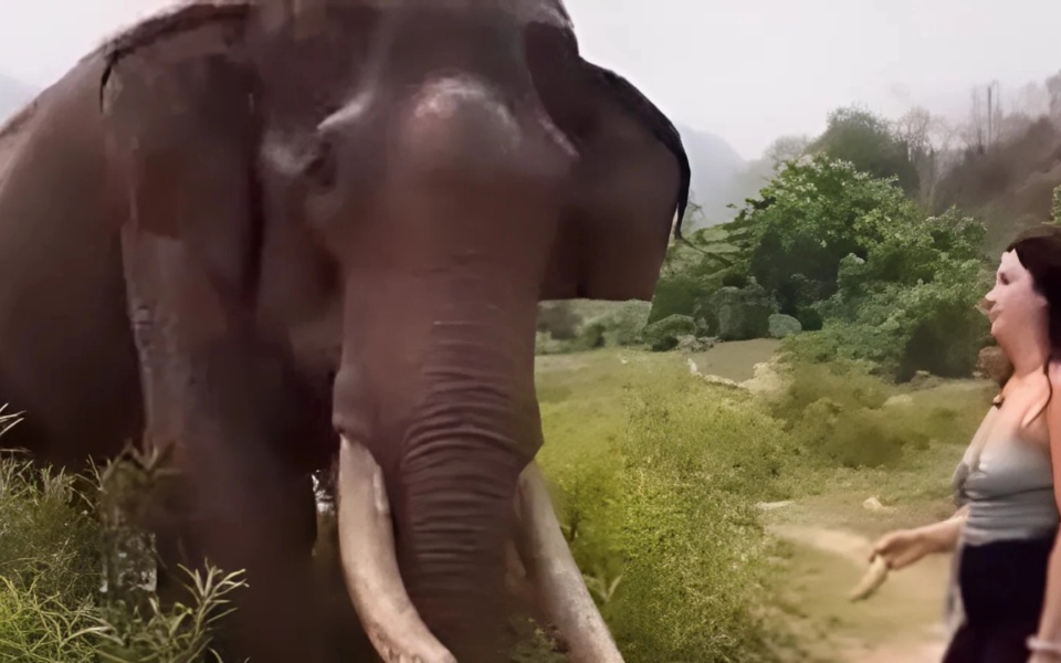 Γυναίκα κοροϊδεύει ελέφαντα με μπανάνες στην Ινδία, την πετάνε στον αέρα>