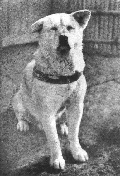 Η αληθινή ιστορία του Χάτσικο: Ο πιο πιστός σκύλος όλων των εποχών