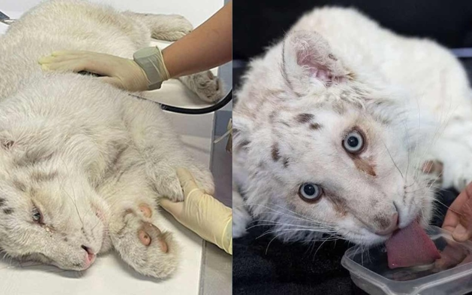 Η λευκή τίγρη Hashiya αντιμετωπίζει ευθανασία λόγω εκτεταμένων τραυματισμών, οι κτηνίατροι συνιστούν παρέμβαση | Αττικός Ζωολογικός Κήπος>