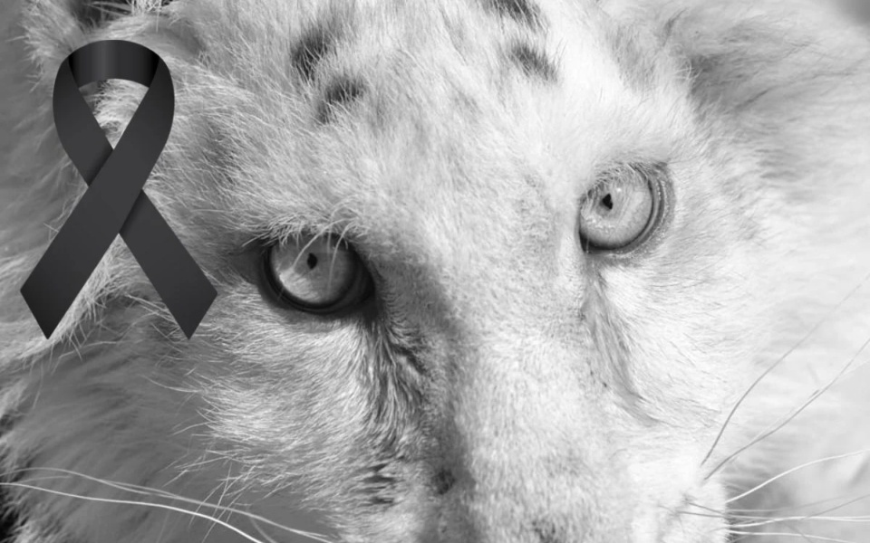 Η λευκή τίγρης Hashiya έφυγε ειρηνικά από τη ζωή στο Αττικό Πάρκο>