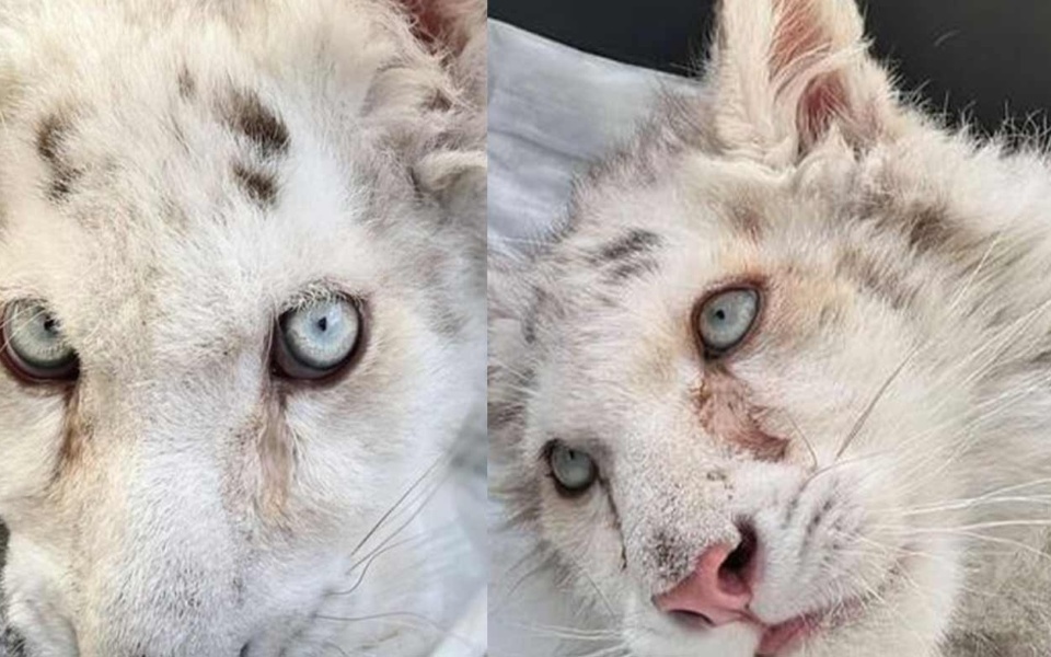 Η νεαρή λευκή τίγρη Hashiya ευθανατώθηκε λόγω μη αναστρέψιμης κατάστασης υγείας>