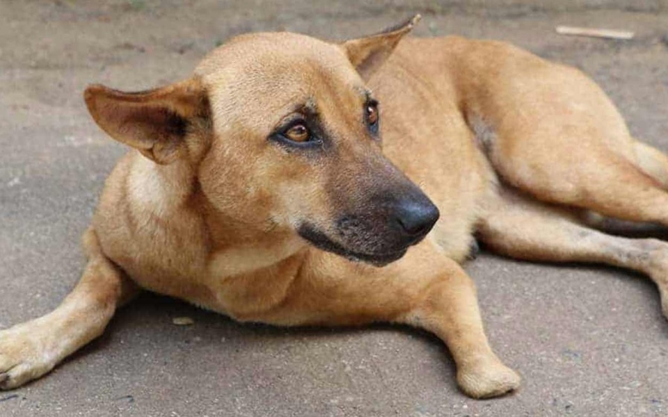 Κάτοικος της Θεσσαλονίκης αντιμετωπίζει πρόστιμο για τη θανάτωση αδέσποτου σκύλου>