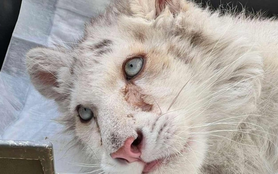 Κρίσιμη η κατάσταση της υγείας του White Tiger Hashiya μετά από εξετάσεις στο Αττικό Πάρκο>