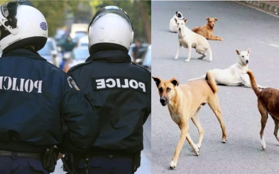 Πρόστιμο 30.000 ευρώ για τη δολοφονία αδέσποτου σκύλου στη Λαγκάδα>