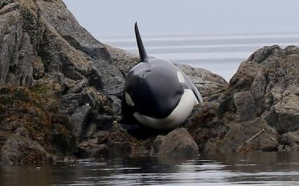 Σπαρακτικό βίντεο: Διάσωση μιας παγιδευμένης φάλαινας>
