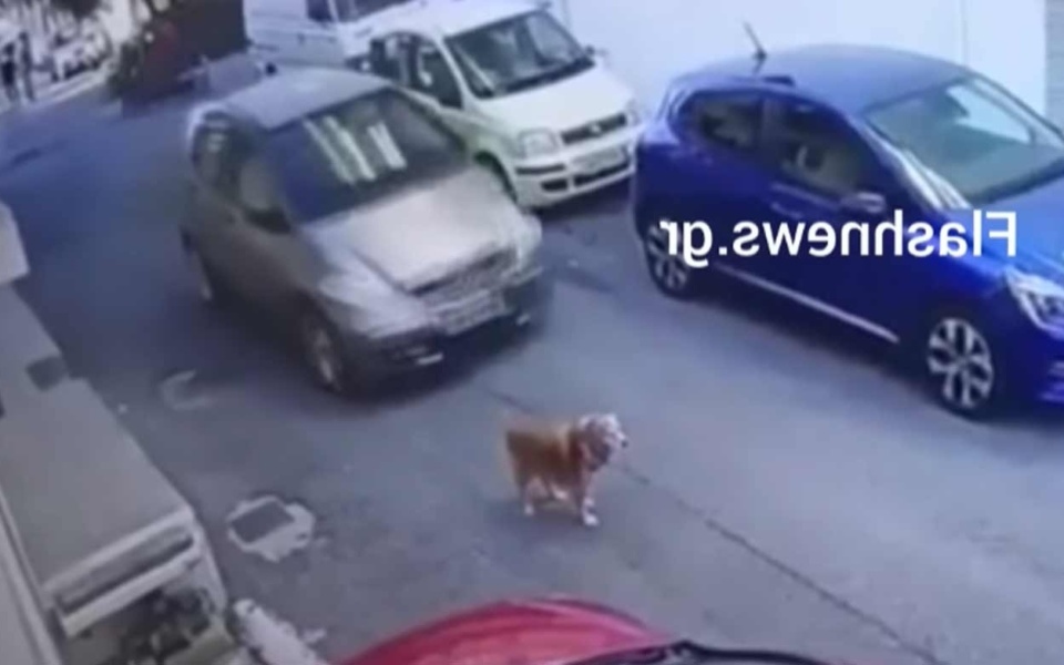 Συνελήφθη οδηγός για χτύπημα σκύλου στην Κρήτη – Εξοργιστικό βίντεο>
