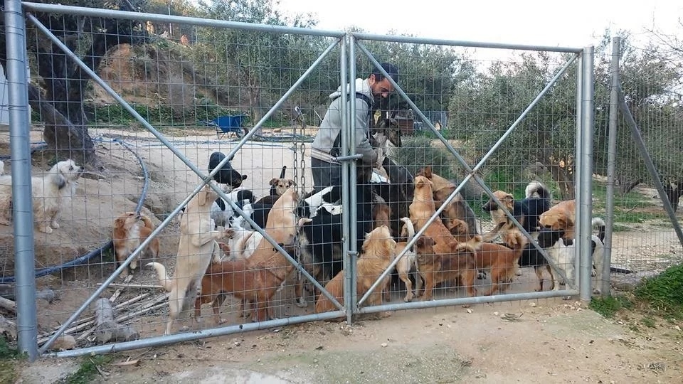 «Takis Shelter: Μια ανιδιοτελής αφιέρωση στα εγκαταλελειμμένα ζώα στην Κρήτη» – Η εμπνευσμένη ιστορία του Τάκη Προεστάκη