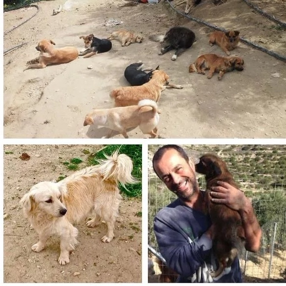 «Takis Shelter: Μια ανιδιοτελής αφιέρωση στα εγκαταλελειμμένα ζώα στην Κρήτη» – Η εμπνευσμένη ιστορία του Τάκη Προεστάκη