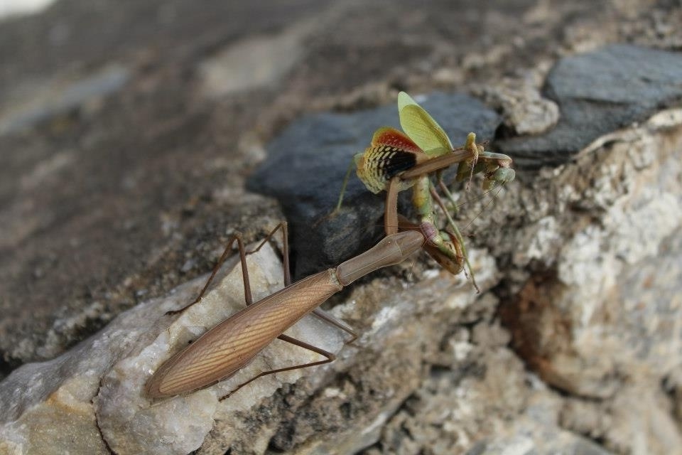 «Το πόνι της Παναγίας»: Η αλήθεια για το Mantis Religioza, ένα αδίστακτο και αιμοδιψές έντομο