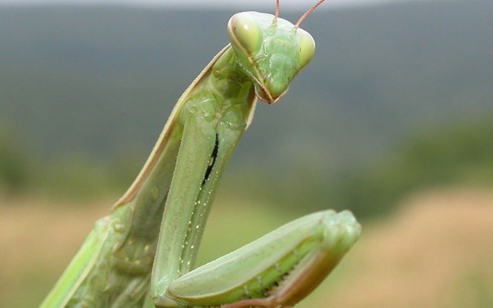 «Το πόνι της Παναγίας»: Η αλήθεια για το Mantis Religioza, ένα αδίστακτο και αιμοδιψές έντομο>