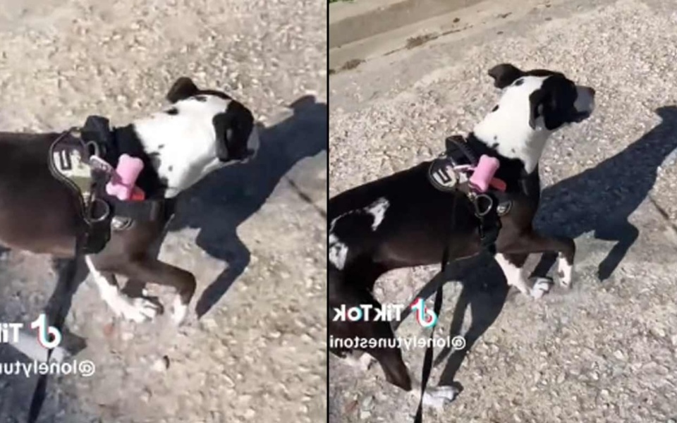 Viral βίντεο: Έξυπνος σκύλος προσποιείται ότι κουτσαίνει>