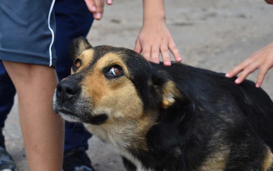 Αδιανόητη κακοποίηση ζώων στα Φιλιατρά: Φρικτό κρέμασμα σκύλου και χορός κτηνωδίας>