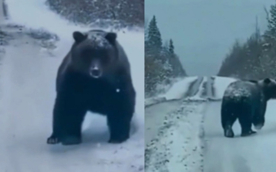 Αμφιλεγόμενη συνάντηση με αρκούδα: Αποκαλύφθηκε η υποτιθέμενη απάτη του οδηγού της Pella – Εξερευνήστε την αλήθεια πίσω από το περιστατικό>