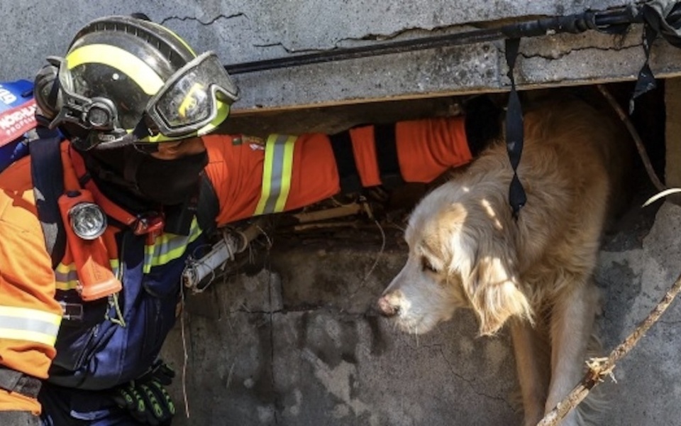 Απίστευτη διάσωση: Πορτογαλική ομάδα σώζει σκύλο παγιδευμένο για 200 ώρες στην Αττάκεια της Τουρκίας>
