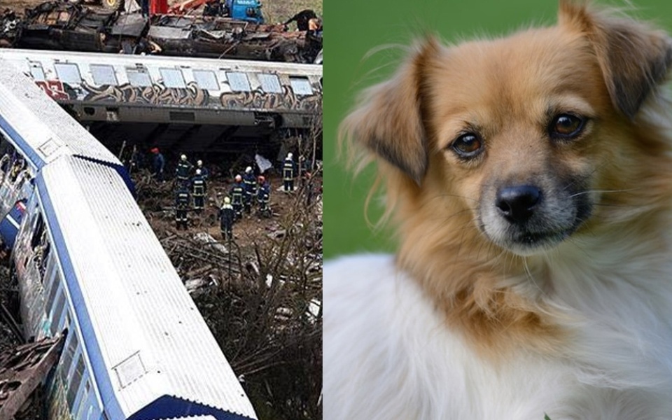 Απίστευτος ήρωας σκύλου: Πώς ένας σκύλος έσωσε μαθητές από τραγωδία>