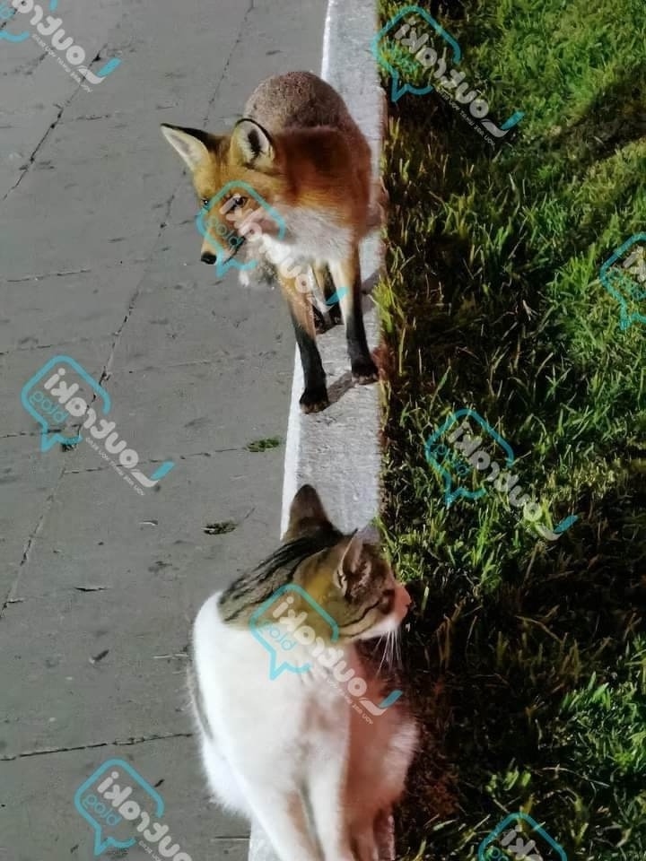 Απίθανη φιλία: Αλεπού και γάτα απολαμβάνουν το παραθαλάσσιο πάρκο του Λουτρακίου