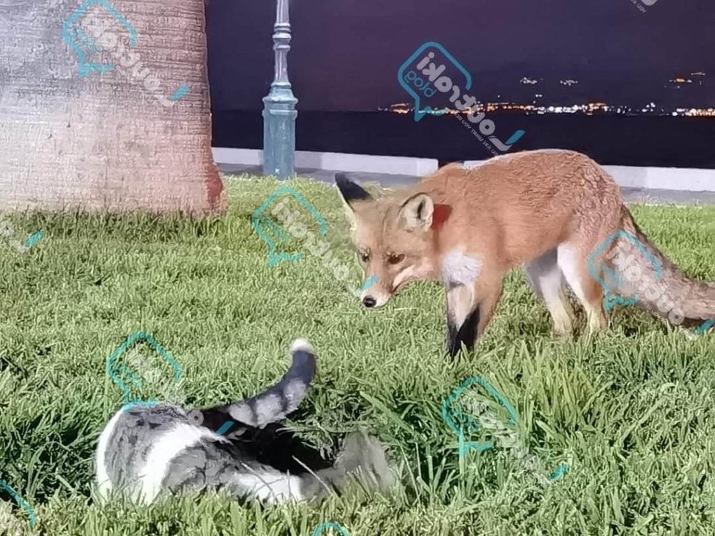 Απίθανη φιλία: Αλεπού και γάτα απολαμβάνουν το παραθαλάσσιο πάρκο του Λουτρακίου