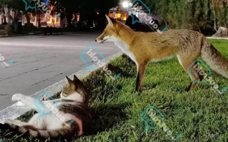 Απίθανη φιλία: Αλεπού και γάτα απολαμβάνουν το παραθαλάσσιο πάρκο του Λουτρακίου>