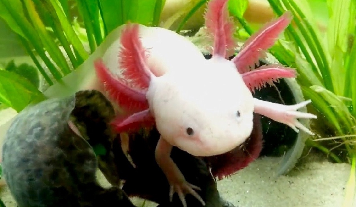 Axolotl: Το συναρπαστικό αμφίβιο με τις αναγεννητικές δυνάμεις