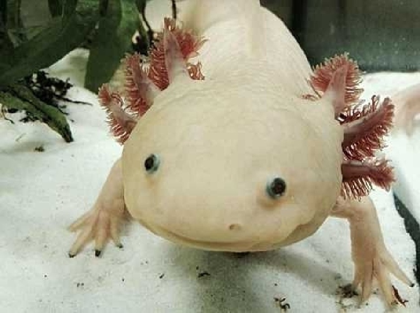 Axolotl: Το συναρπαστικό αμφίβιο με τις αναγεννητικές δυνάμεις