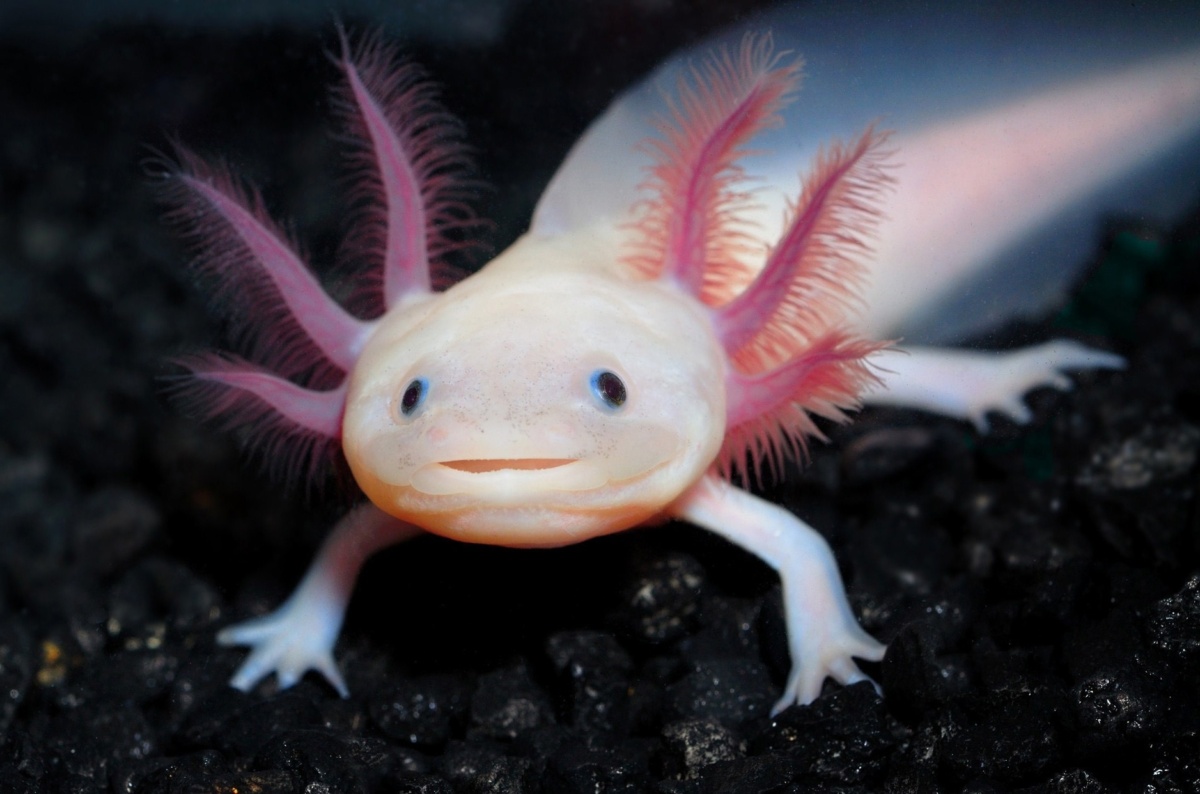 Axolotl: Το συναρπαστικό αμφίβιο με τις αναγεννητικές δυνάμεις