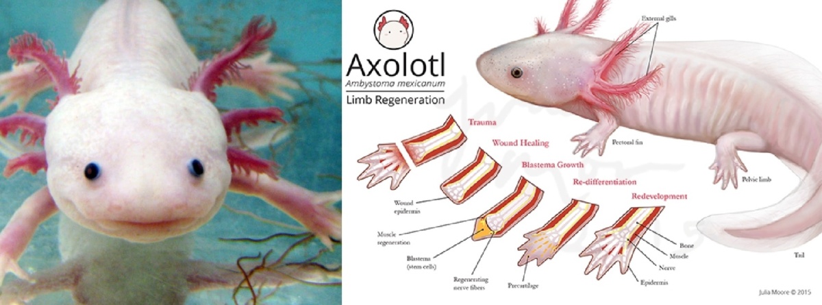 Axolotl: Το συναρπαστικό αμφίβιο με τις αναγεννητικές δυνάμεις