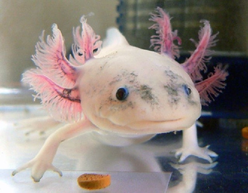 Axolotl: Το συναρπαστικό αμφίβιο με τις αναγεννητικές δυνάμεις