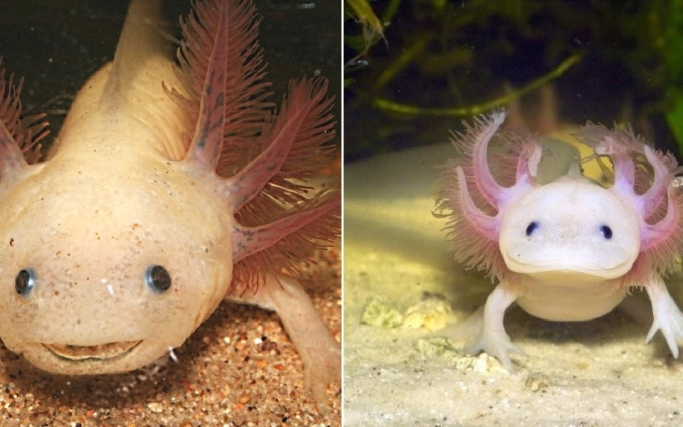 Axolotl: Το συναρπαστικό αμφίβιο με τις αναγεννητικές δυνάμεις>