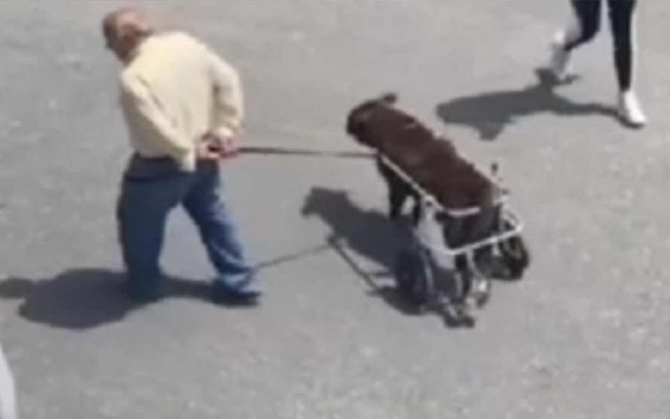 Δώρο που ζεσταίνει την καρδιά: Καροτσάκι για ανάπηρο σκύλο στο Ηράκλειο>