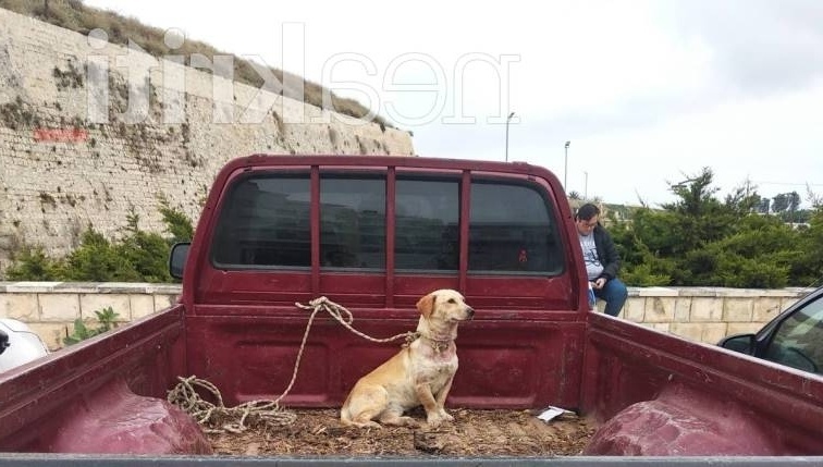 Ενοχλητική κακοποίηση ζώων: Σκύλος δεμένος και ασφυκτικός σε άμαξα της Κρήτης