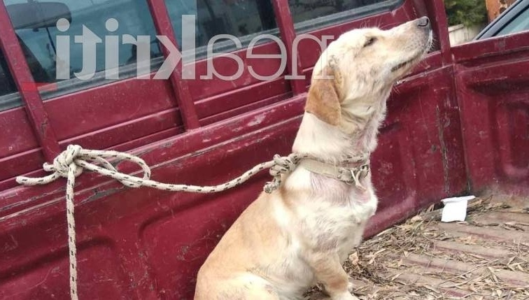 Ενοχλητική κακοποίηση ζώων: Σκύλος δεμένος και ασφυκτικός σε άμαξα της Κρήτης