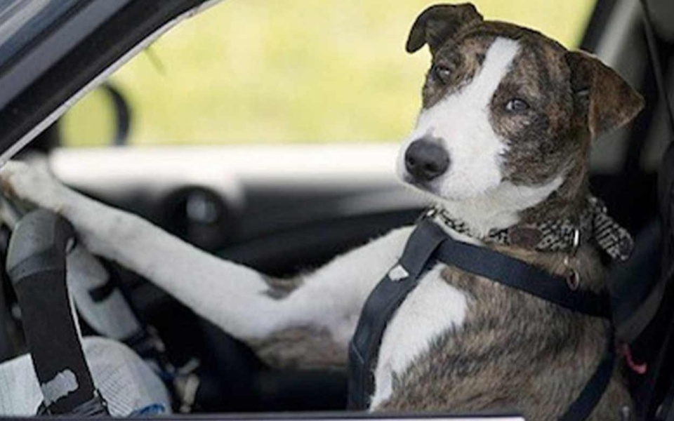 Εξωφρενικό: Αποτυχημένη προσπάθεια του μεθυσμένου οδηγού να κατηγορήσει τον σκύλο για το πρόστιμο>