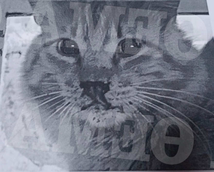 Γατάκι βρέθηκε τραυματισμένο – Δείτε τη φωτογραφία: Πρόστιμο 15.000 ευρώ σε 55χρονο για κακοποίηση γάτας στην Ύδρα