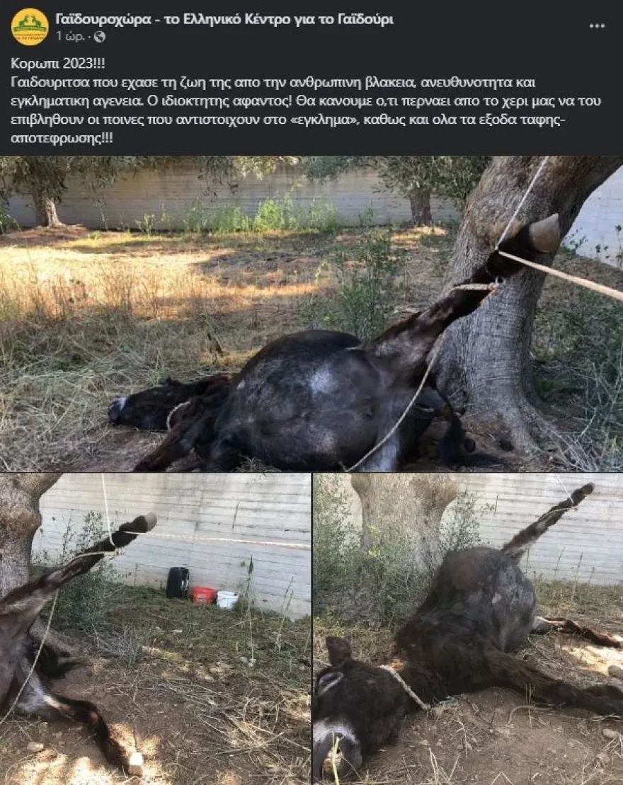 Συνελήφθη ο κακοποιητής γαϊδουριών: Ιδιοκτήτης άφησε τον γάιδαρο δεμένο με αποτέλεσμα να πεθάνει στο Κορωπί, Ελλάδα