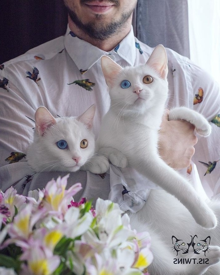 Μαγευτικά ετεροχρωματικά μάτια: Γνωρίστε την Iriss και την Abyss, τις πιο όμορφες δίδυμες γάτες του κόσμου | Instagram