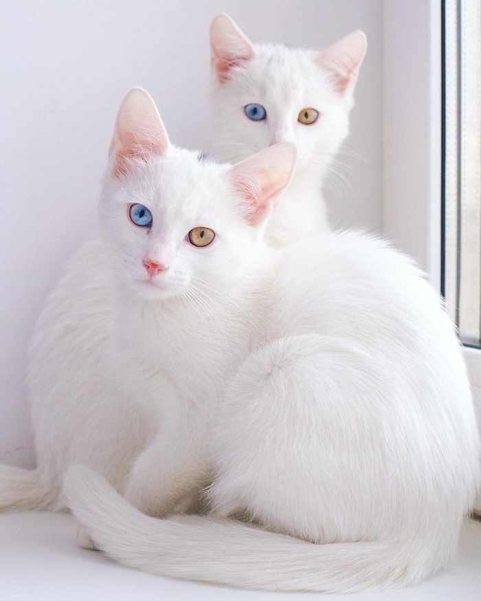 Μαγευτικά ετεροχρωματικά μάτια: Γνωρίστε την Iriss και την Abyss, τις πιο όμορφες δίδυμες γάτες του κόσμου | Instagram