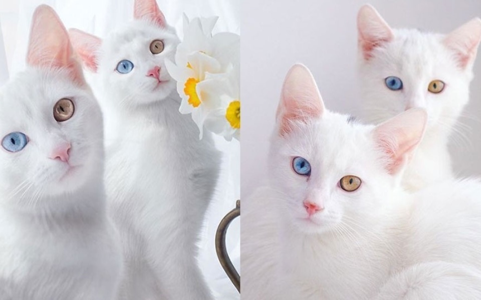 Μαγευτικά ετεροχρωματικά μάτια: Γνωρίστε την Iriss και την Abyss, τις πιο όμορφες δίδυμες γάτες του κόσμου | Instagram>