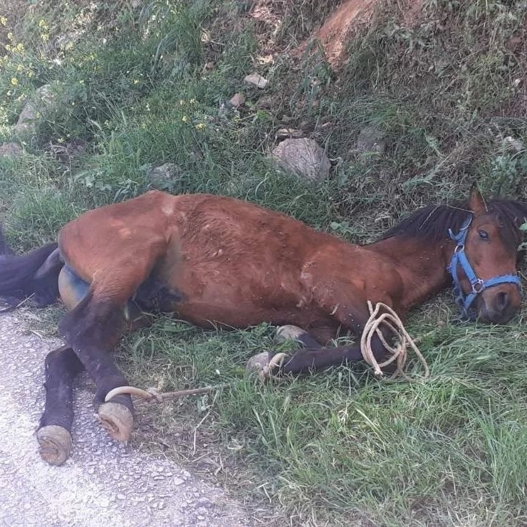 Μεσαιωνικά βασανιστήρια σε άλογο στην Τζια προκαλούν οργή στους φιλόζωους στην Ελλάδα